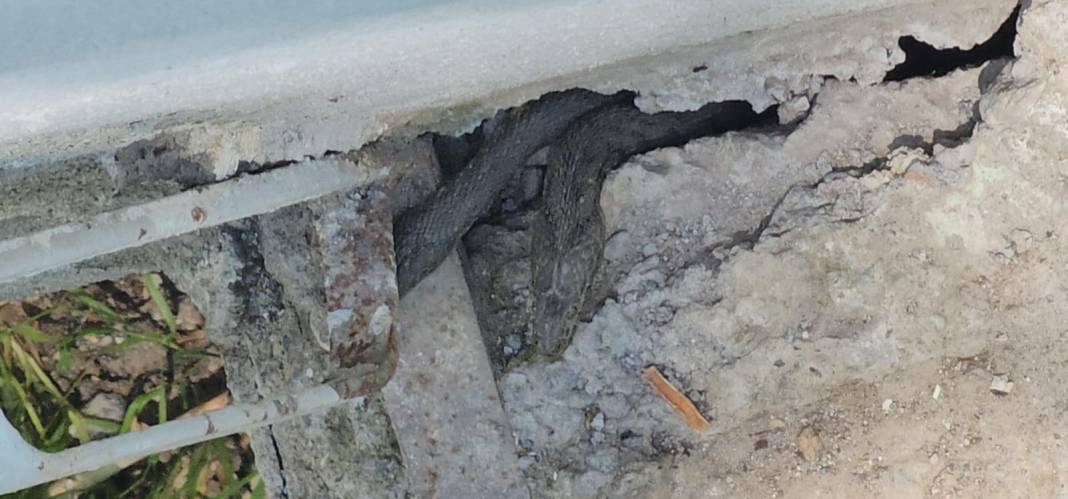 Bazıları 3 metre! Evlerinin dört bir yanını sardılar 5